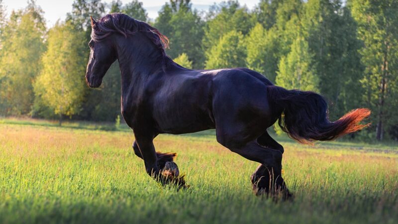 What Is a Friesian Horse