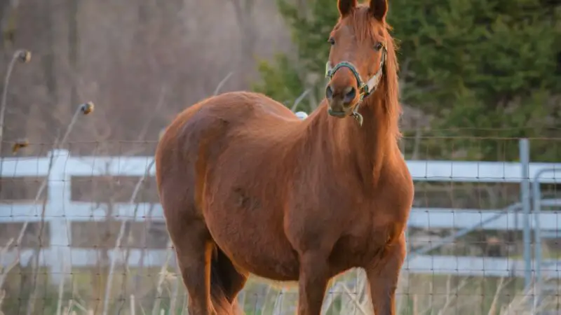 What Is a Morgan Traditional Horse