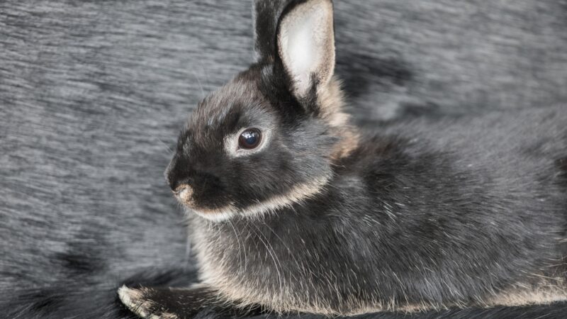 What Is a Silver Marten Rabbit