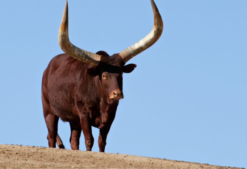 What Is an Ankole Watusi Cattle