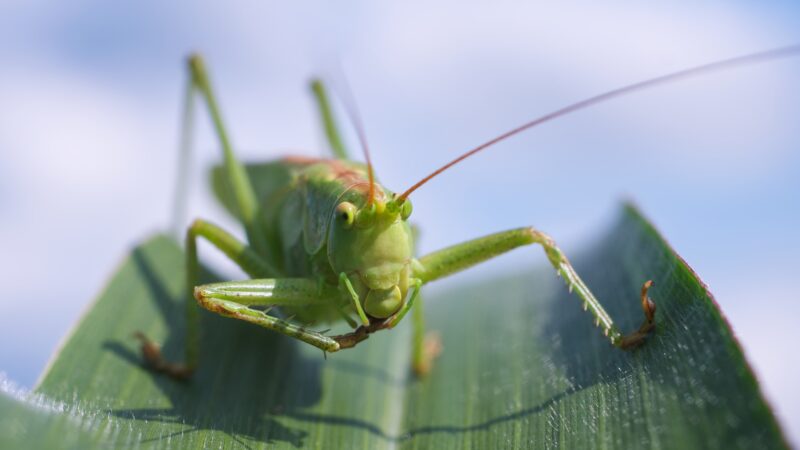 What Is an Enemy of a Grasshopper