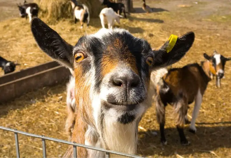 What Is the Best Way to Deworm Goats