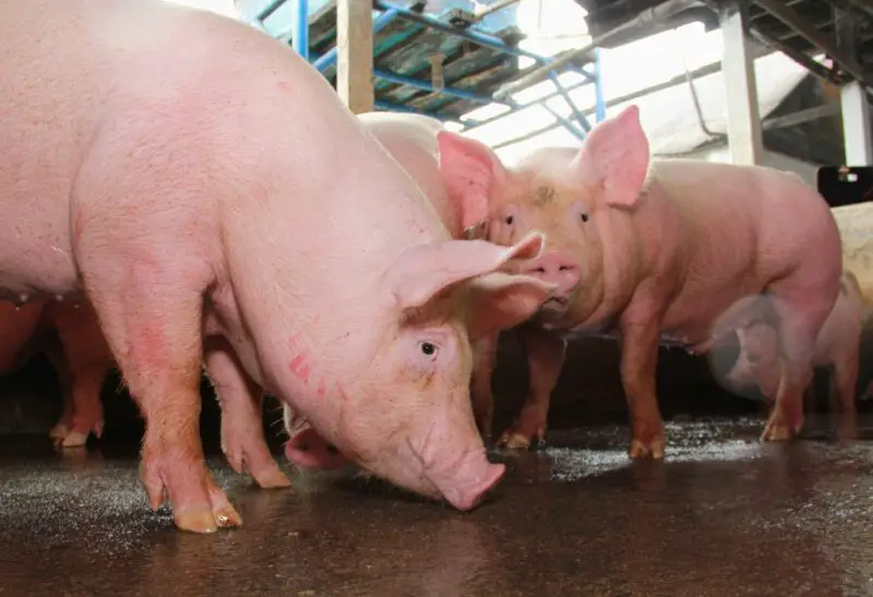 What Is the Best Way to Feed Farm Pigs
