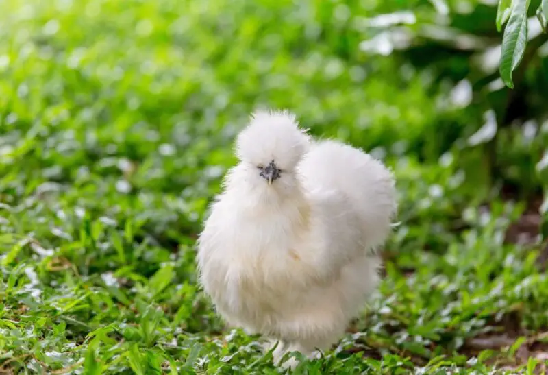 What Makes a Red Pyle Silkie