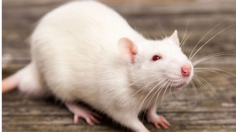 What to Consider in Naming Your Pet Rats