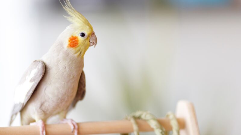 What to Consider in Raising Cockatiel Birds