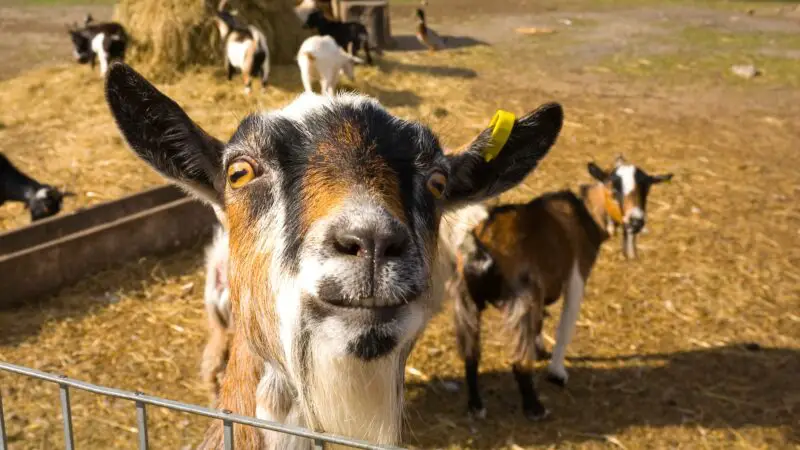 What to Give a Goat With Scours