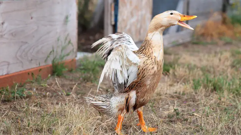 When Do Silver Appleyard Ducks Lay Eggs