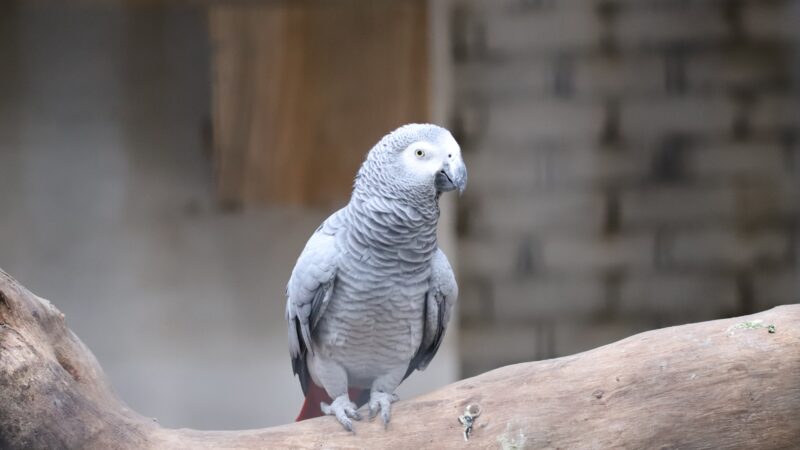 Where Can I Buy an African Grey Parrot