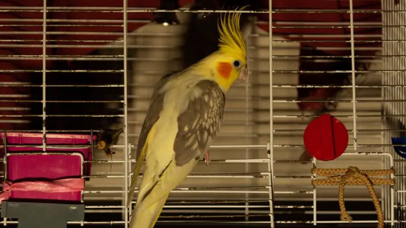 Where to Buy a Cockatiel