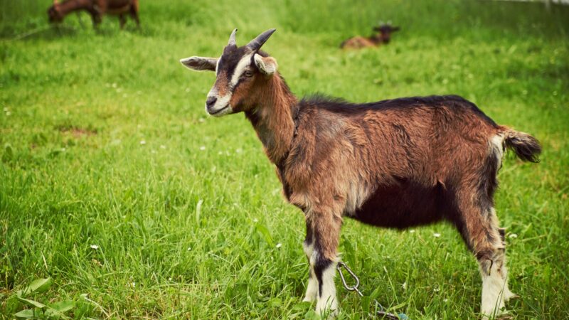 Why Do Goats Have Weird Eyes
