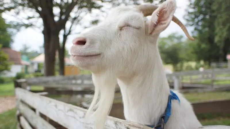 Why Do Goats Need Minerals