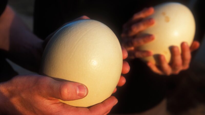 Why Should I Buy an Ostrich Egg