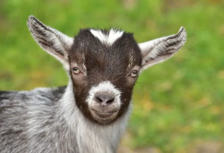 Goats Archives Farm and Chill