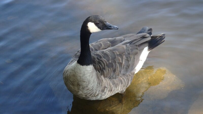 A Crystal-Clear Answer to Geese Nutrition