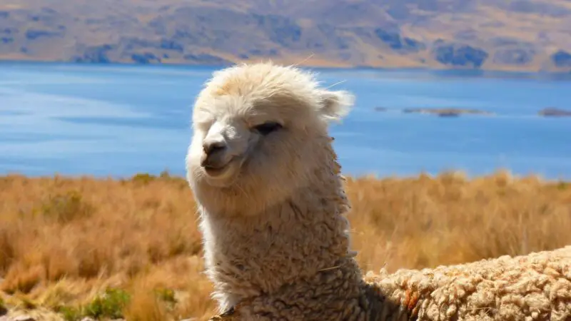 Are Alpacas Friendly