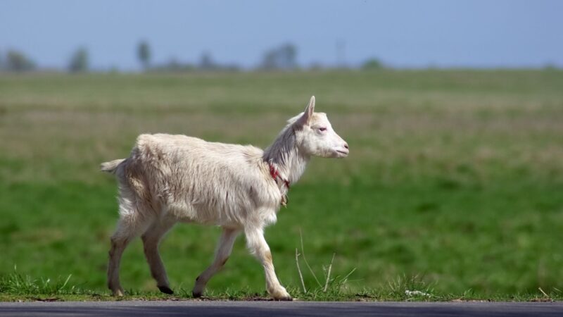 Are Boer Goats Naturally Polled