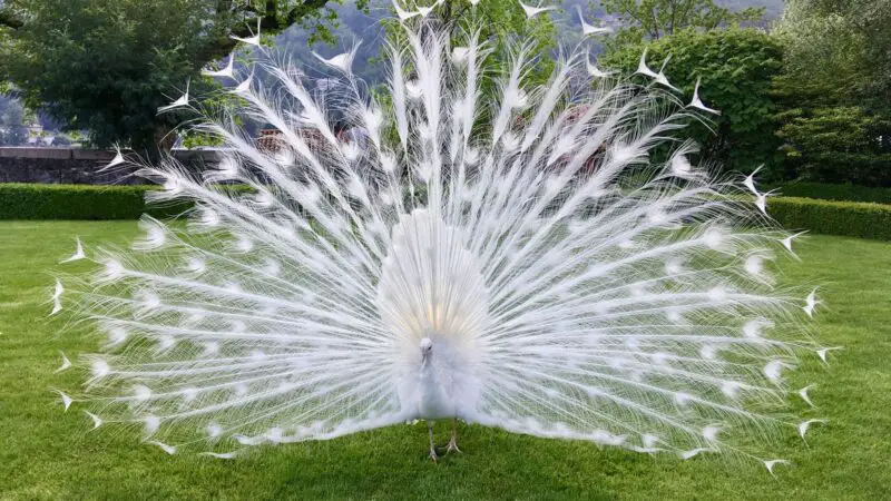 Are White Peacocks Real