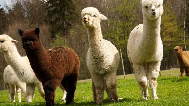 Average Prices of Alpacas