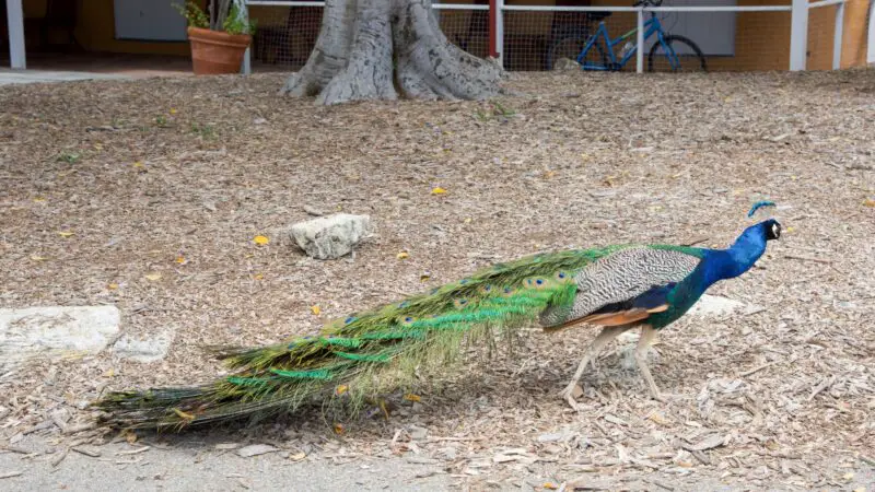 Can You Breed a Purple Peafowl