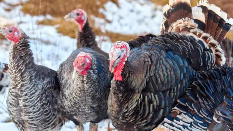 Can you raise baby turkeys and chickens together