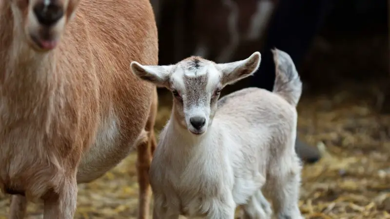 Do Baby Goats Drink Water