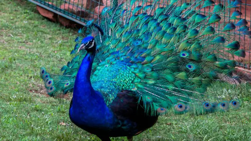 Do Peacocks Shed Their Tail Feathers