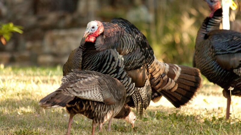 Facts About Raising Turkeys