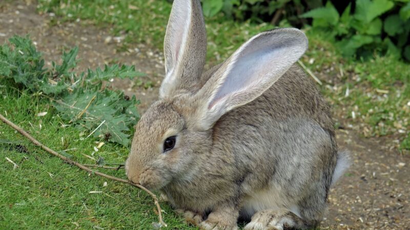 Flemish Giant Rabbit Identification