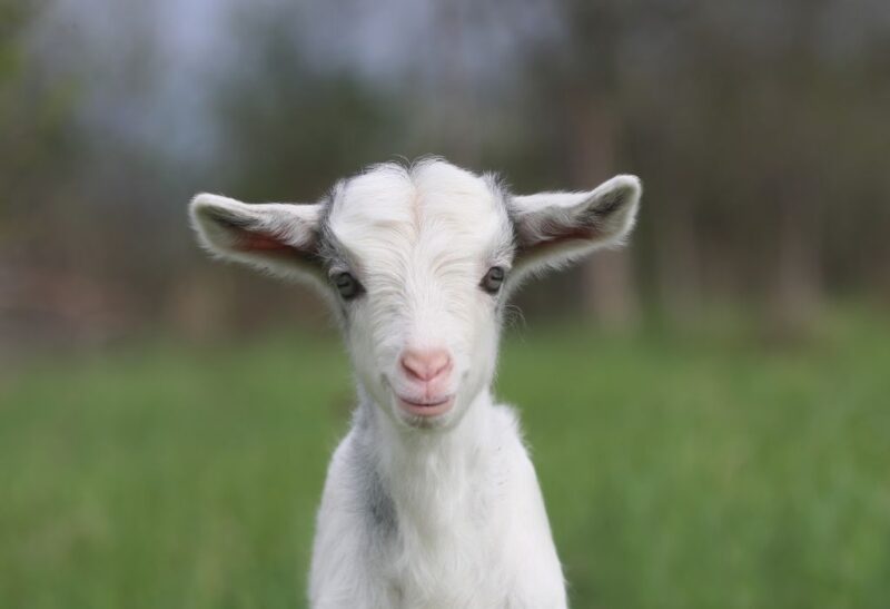 Goat Kids Proper Care