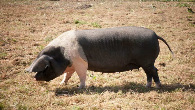 Hampshire Pig Identification