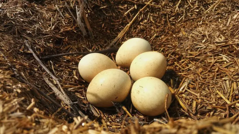 How Big Are Peacock Eggs