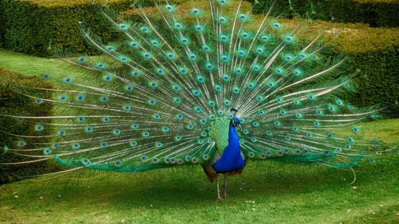How Can You Tell the Age of a Peacock