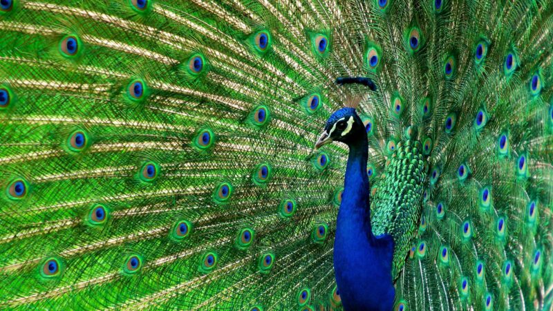 How Do Peacocks Spread Their Feathers