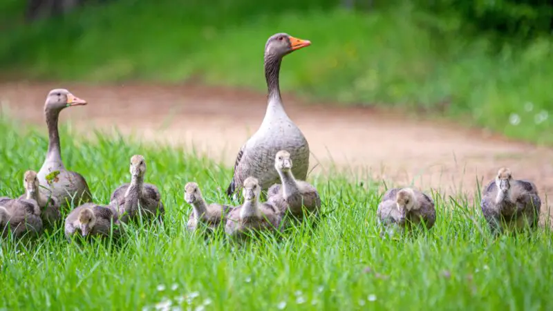 How Do You Keep Geese Healthy