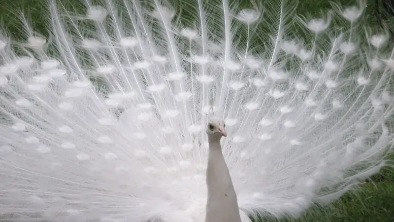 How Much Is a White Peacock