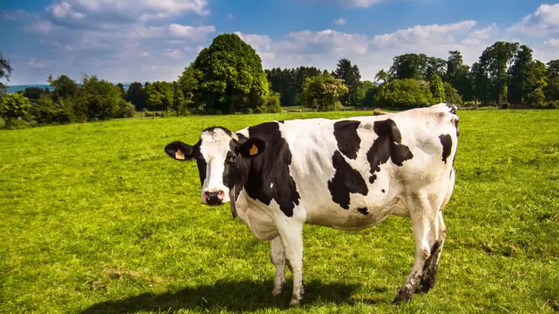 How many bales of hay does a cow need a day