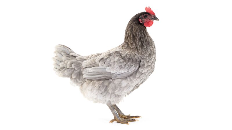 Sapphire Gem Chicken Identification