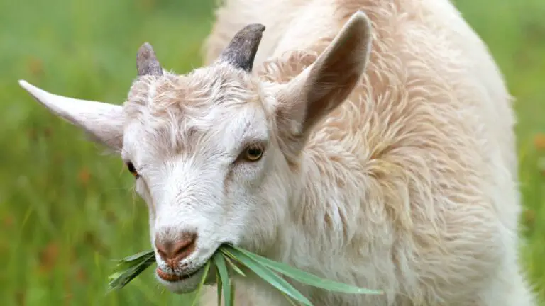Your Goats Daily Diet Food And Supplement The Ultimate Guide your-goats-daily-diet-food-and-supplement-the-ultimate-guide