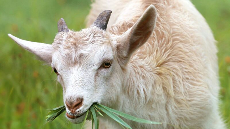 The Importance of Proper Goat Nutrition