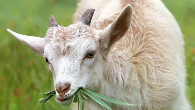 The Importance of Proper Goat Nutrition