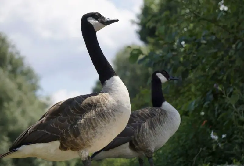 The Right Diet, Food, and Supplements for Your Geese