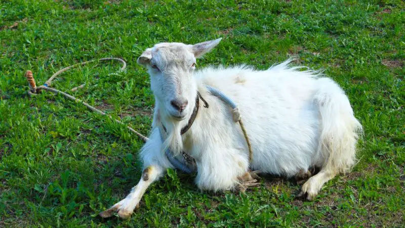 What Causes a Goat to Be Polled