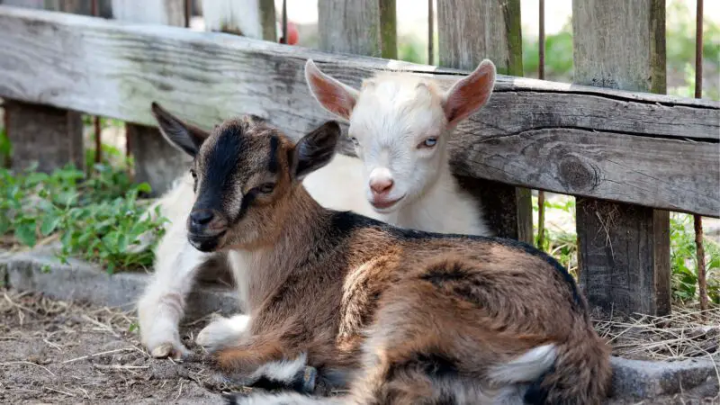 What Do Baby Goats Need