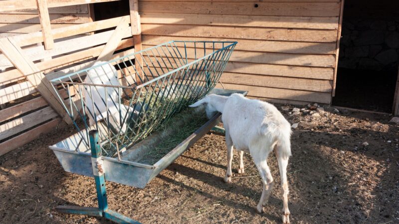 What Fruits and Vegetables Can Goats Eat
