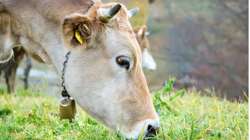 What Grass Can Cows Eat