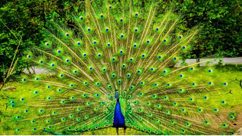 What Is Special About Peacock Feathers