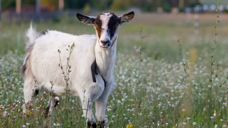 What Is the Difference Between Polled and Horned