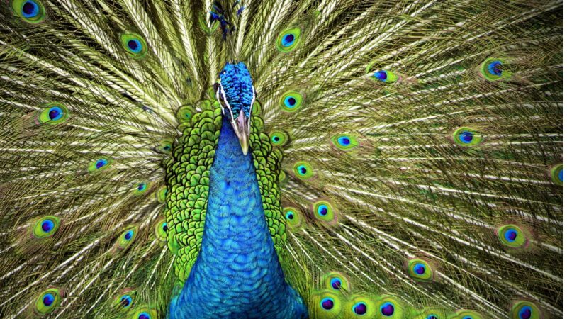 What Is the Lifespan of Purple Peacocks