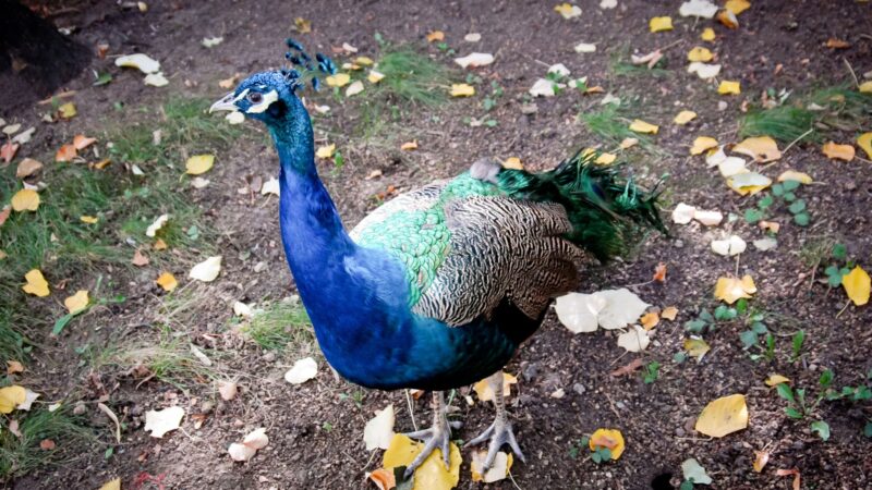 What Is the Rarest Color of Peacocks